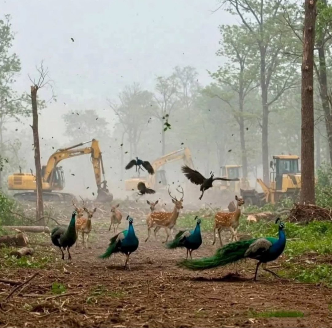 imbhaskarshukla's tweet image. जिसे तुम काट आए उस शजर को ढूँढता होगा
परिंदा लौटकर के अपने घर को ढूँढता होगा

~ भास्कर शुक्ला
#HCUForestMatters
#StopDeforestation