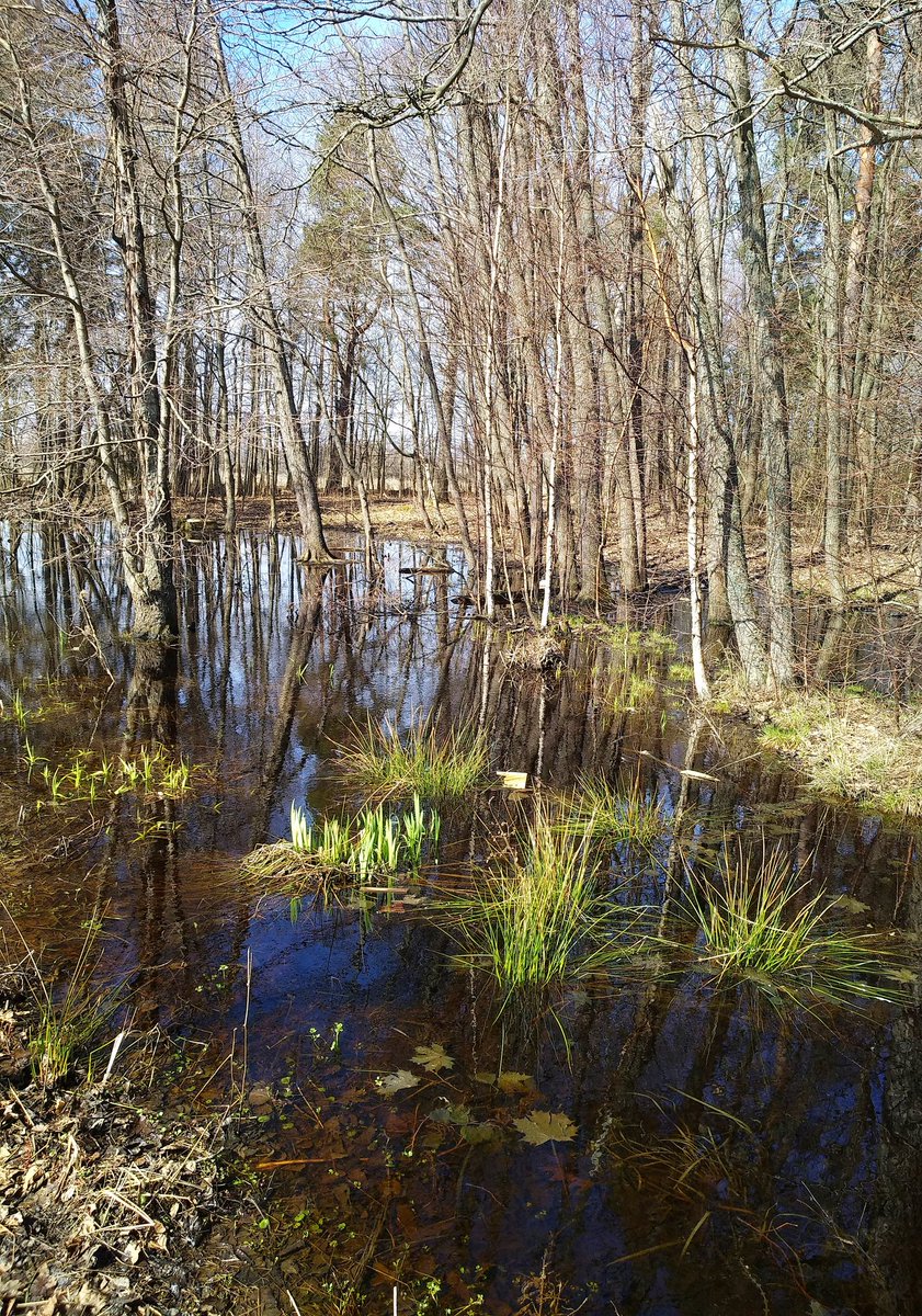 KerstiSandstrom's tweet image. Green.💚 
#NaturePhotography #NatureLover #NatureBeauty #NatureTherapy #photography #nature