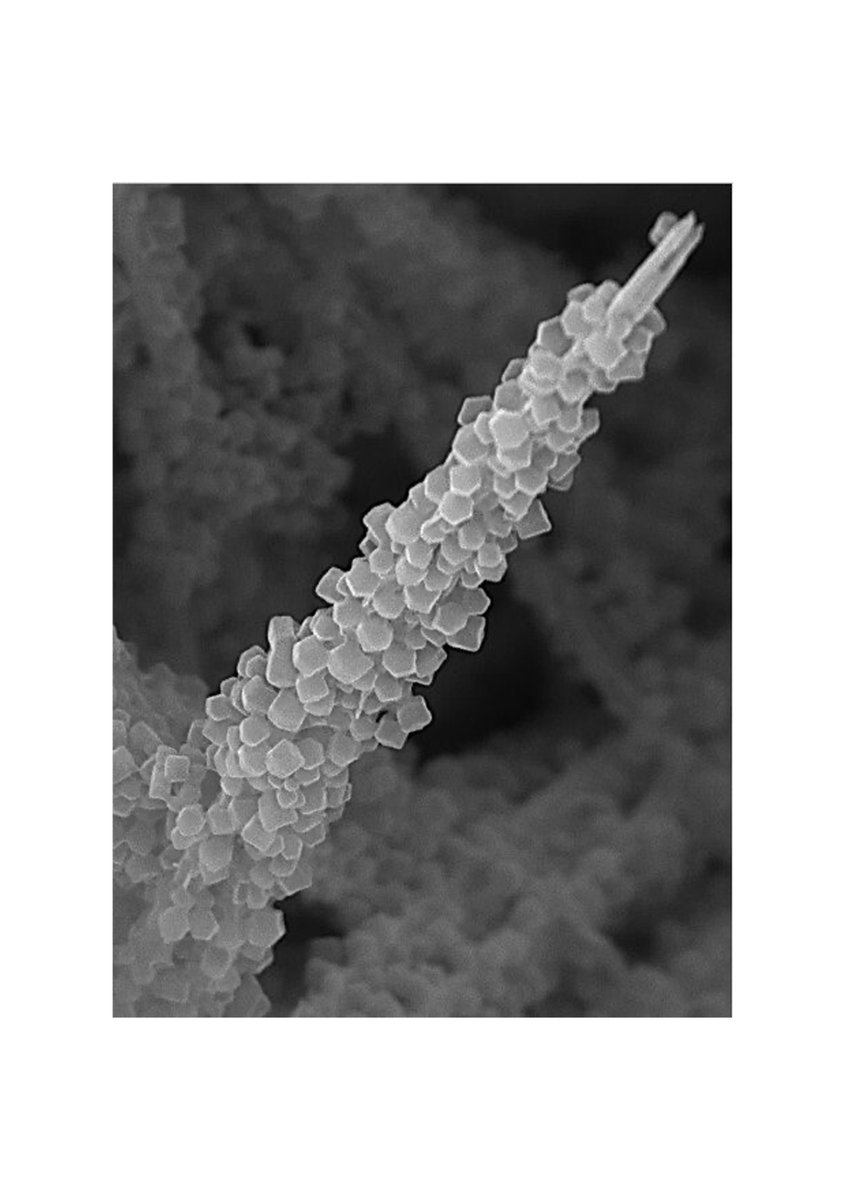 Chemistry #Research Fellow, Chandra Sekhar, wins People's Choice award in the annual FoNS Research Image Competition. His image of an electron microscopy image, 'The nano-micro Shard', he captures the artistry hidden within cutting-edge nanotechnology.
#Innovation #Competition