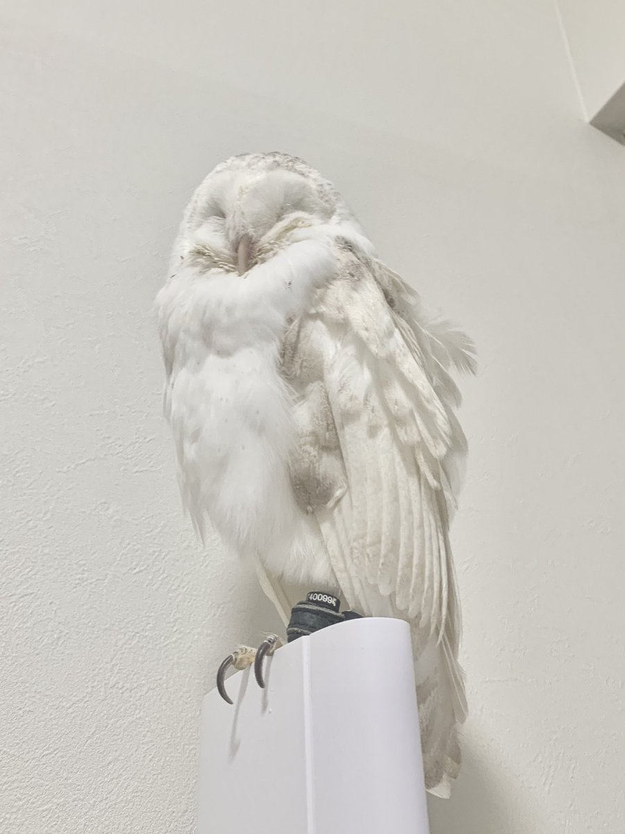 ふっわふわの窓
