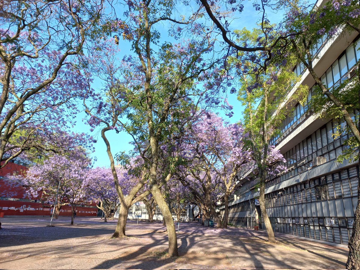 Me di una escapadita para visitar a las jacarandas de la Fac. de Economía 💜