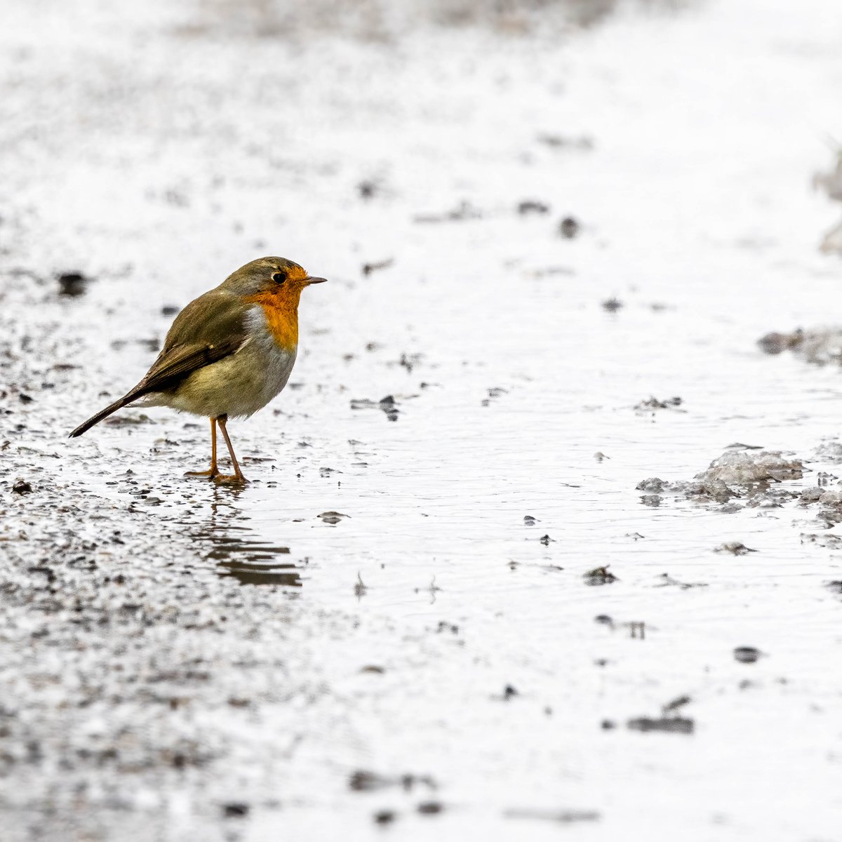 Rotkehlchen (Erithacus rubecula) #canondeutschland #robin #bird #birdsphotography #canon #canonr7 #wildlife #sigma_deutschland #sigma150600 #nature #nature_lovers #wildlifeplanet #vogel #vogelfotografie
