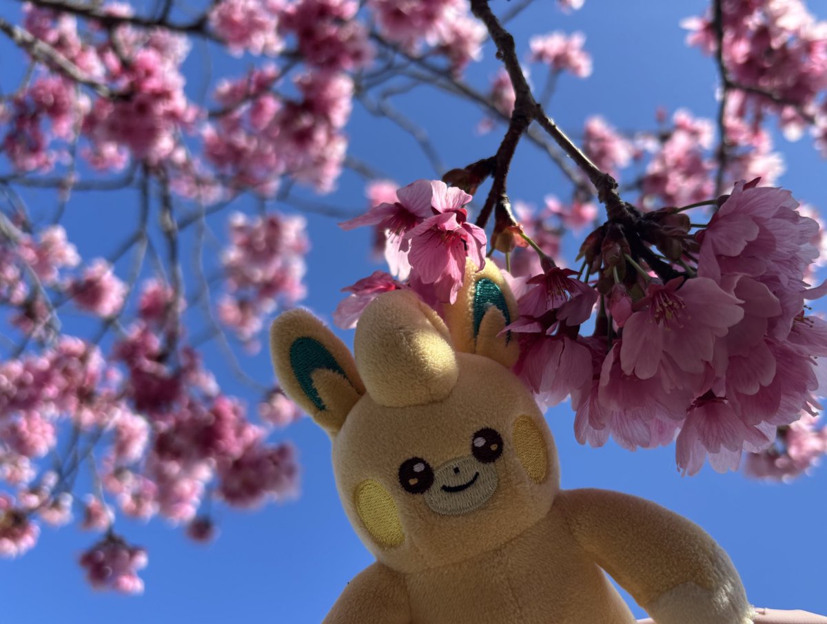 tutumonotsumori tweet picture
