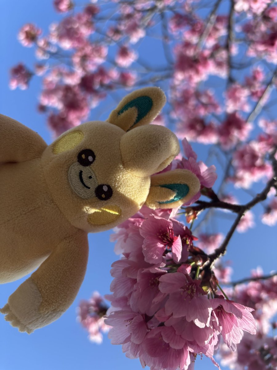 tutumonotsumori tweet picture