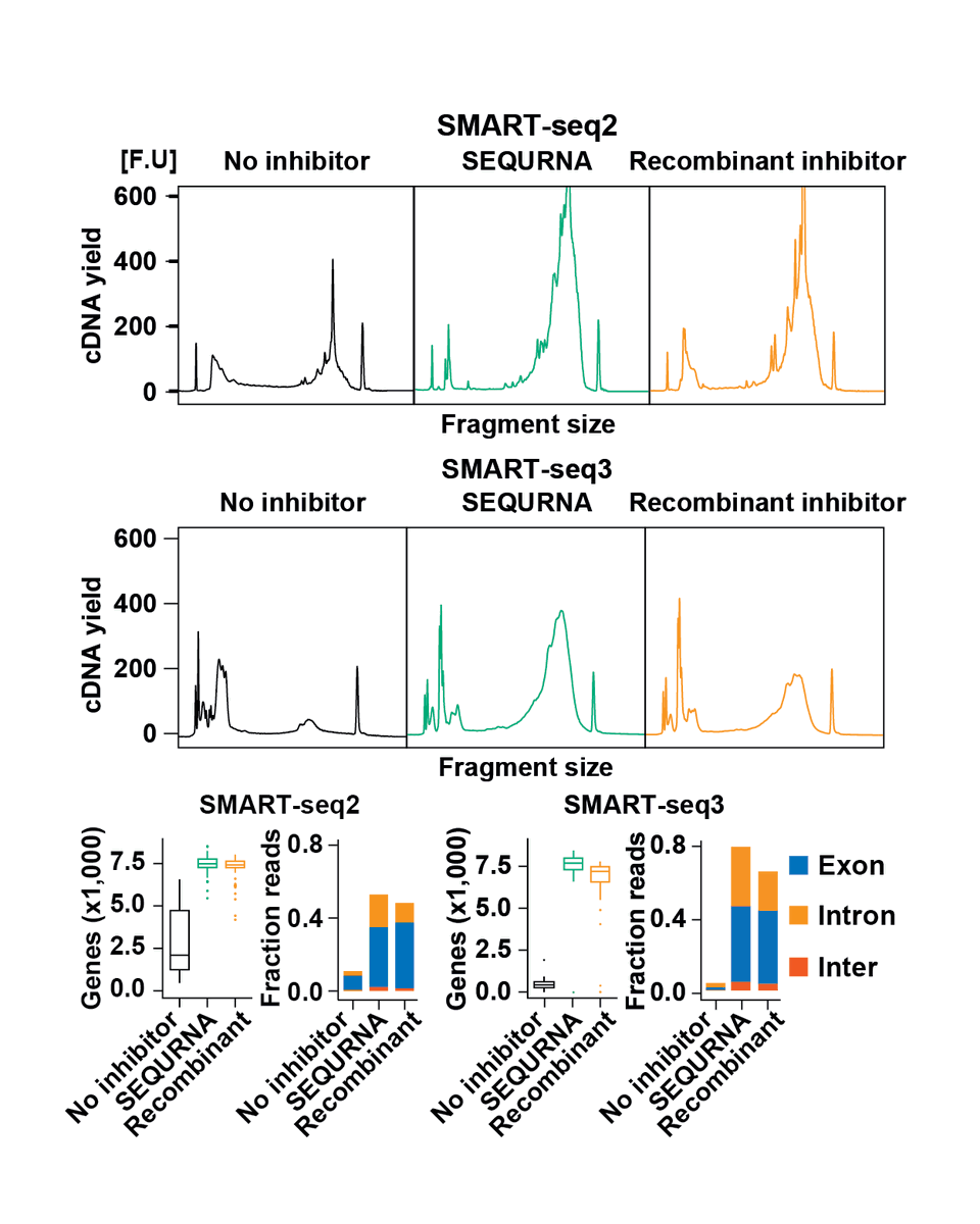 The SEQURNA Synthetic Thermostable RNase Inhibitor: Protector of RNA integrity for #singlecell &amp; #insitu RNA-seq, even under heated conditions. No dry ice needed during transport. Cost-efficient, reliable, sustainable, and unlocking novel workflows.
sequrna.com