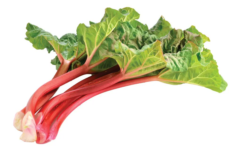 ILPartners's tweet image. Rhubarb is one of the many plants that grow well in the Illinois climate. Discover a few interesting facts about this often-underrated vegetable that masquerades as a fruit.
ilfbpartners.com/farm/farm-fact…
📸: iStock/fotogal