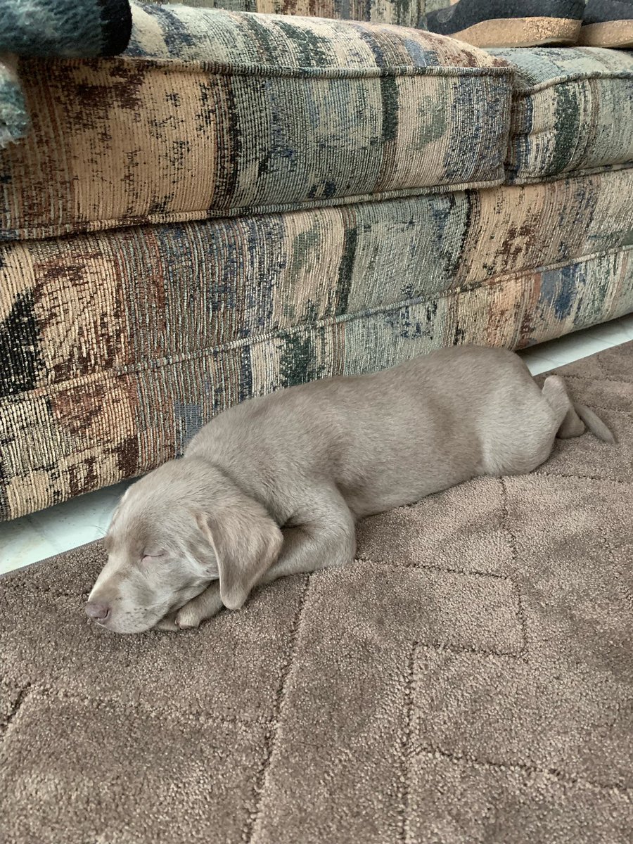 JeffreyJelinski's tweet image. 4-1-2025, We brought our long awaited “Cinders” home. Parents:  Bart and Harper, Breeder:  @CrossedPistolsLabs. Cinders is a #SilverLab who (at this time) loves to sing, play, eat, sleep and sing. Oh yeah I already said sing. 😀. #StaySafe. #KeepSmilin. 😀🚔🚒🚑🇺🇸