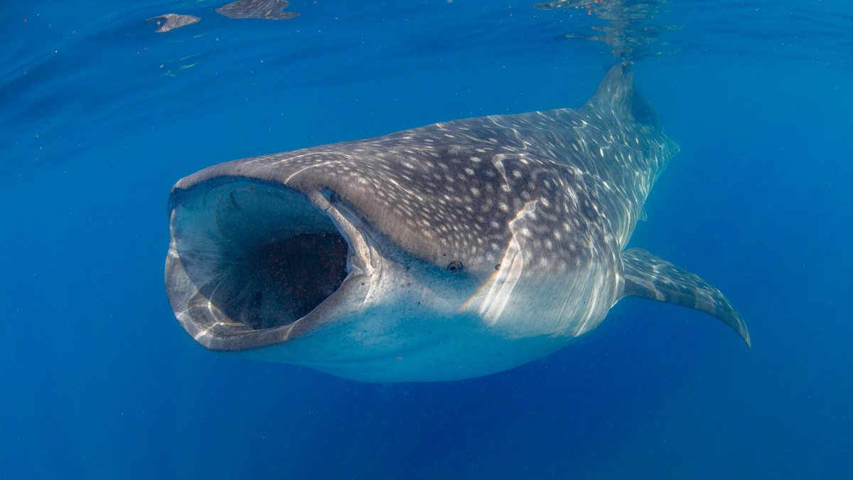 🦈 Whale sharks may be the largest fish in the sea, but they're gentle giants! These huge sharks are filter feeders and eat tiny prey like small plankton, fish eggs, and schooling fish.

Learn more: oceana.ly/3QYIOuJ