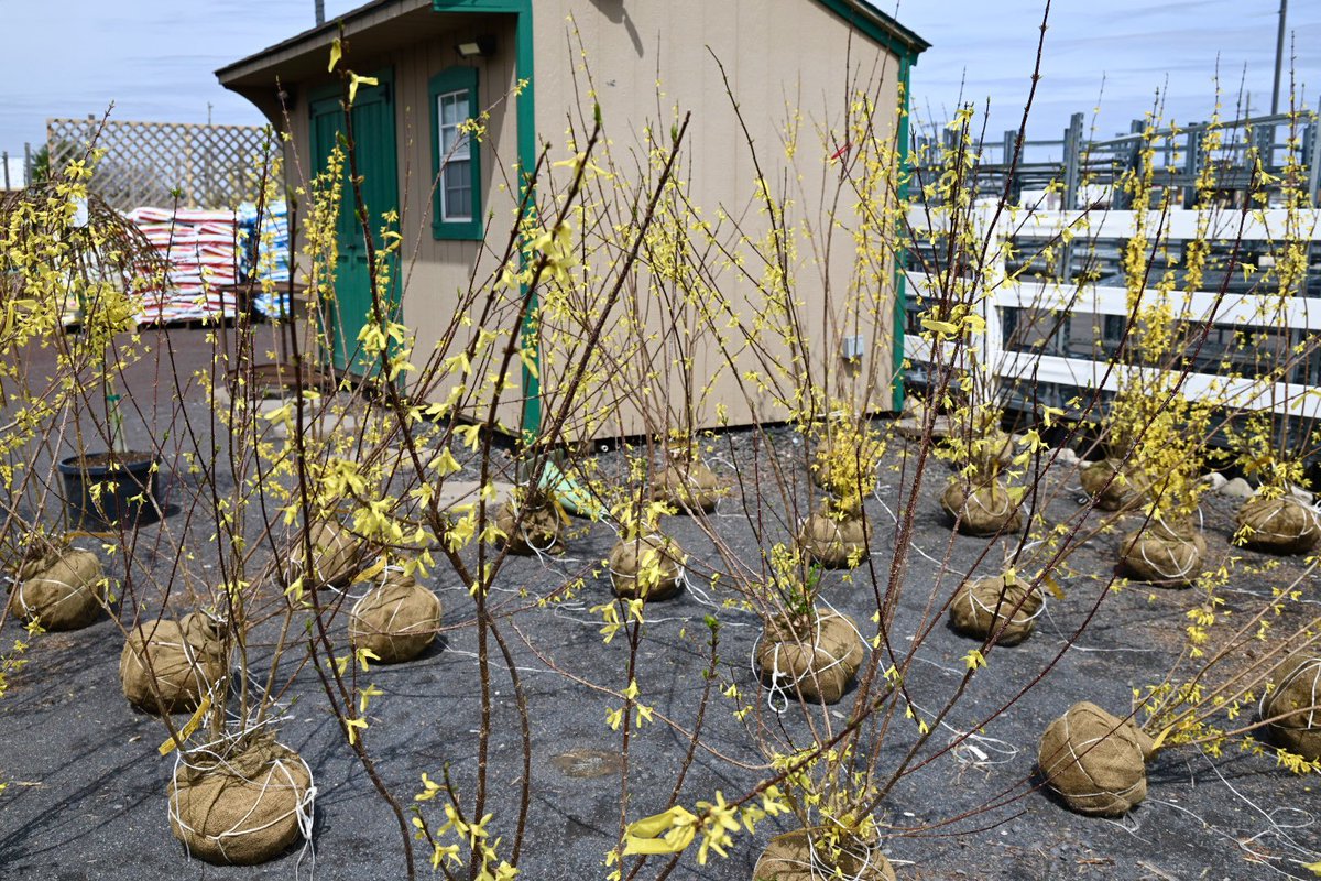 Shady Brook Farm tweet media
