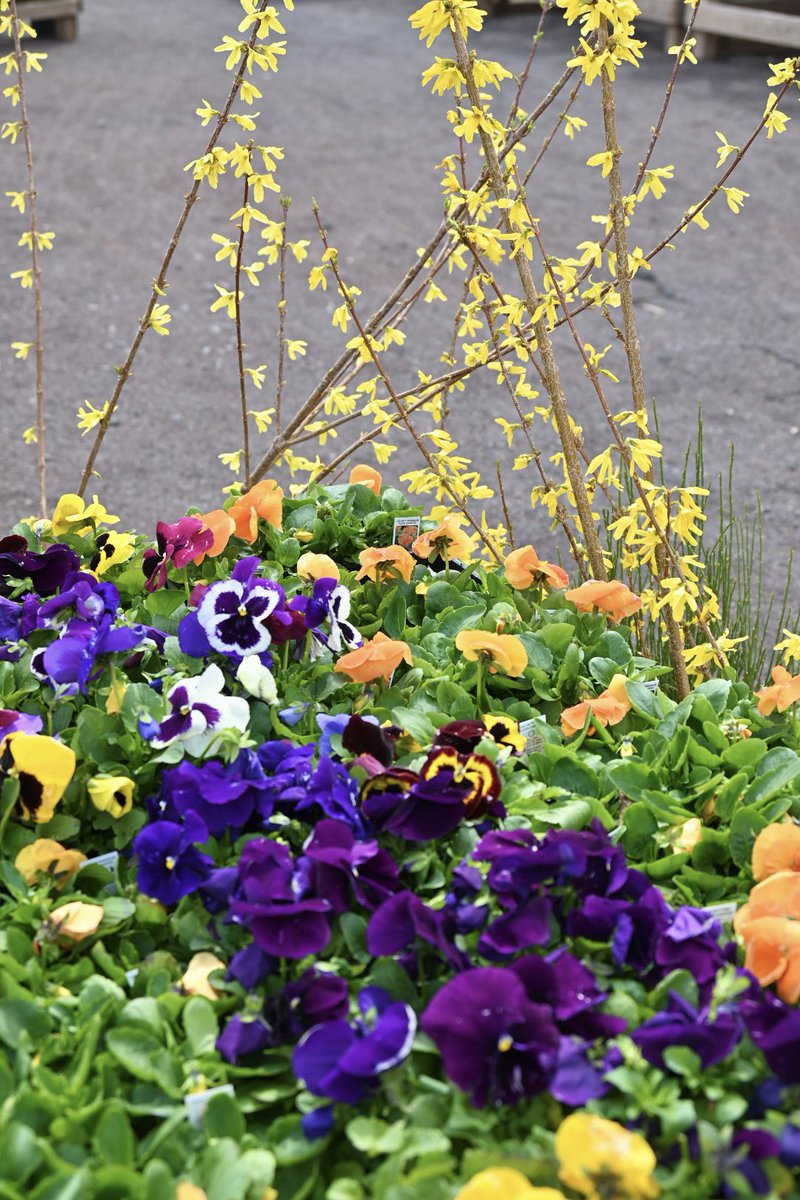 Here’s an idea: Plant one Forsythia for a pop of brilliant yellow color, or plant a line of them for a privacy screen/fence. Forsythia are one of Spring’s earliest blooms! 💛💛