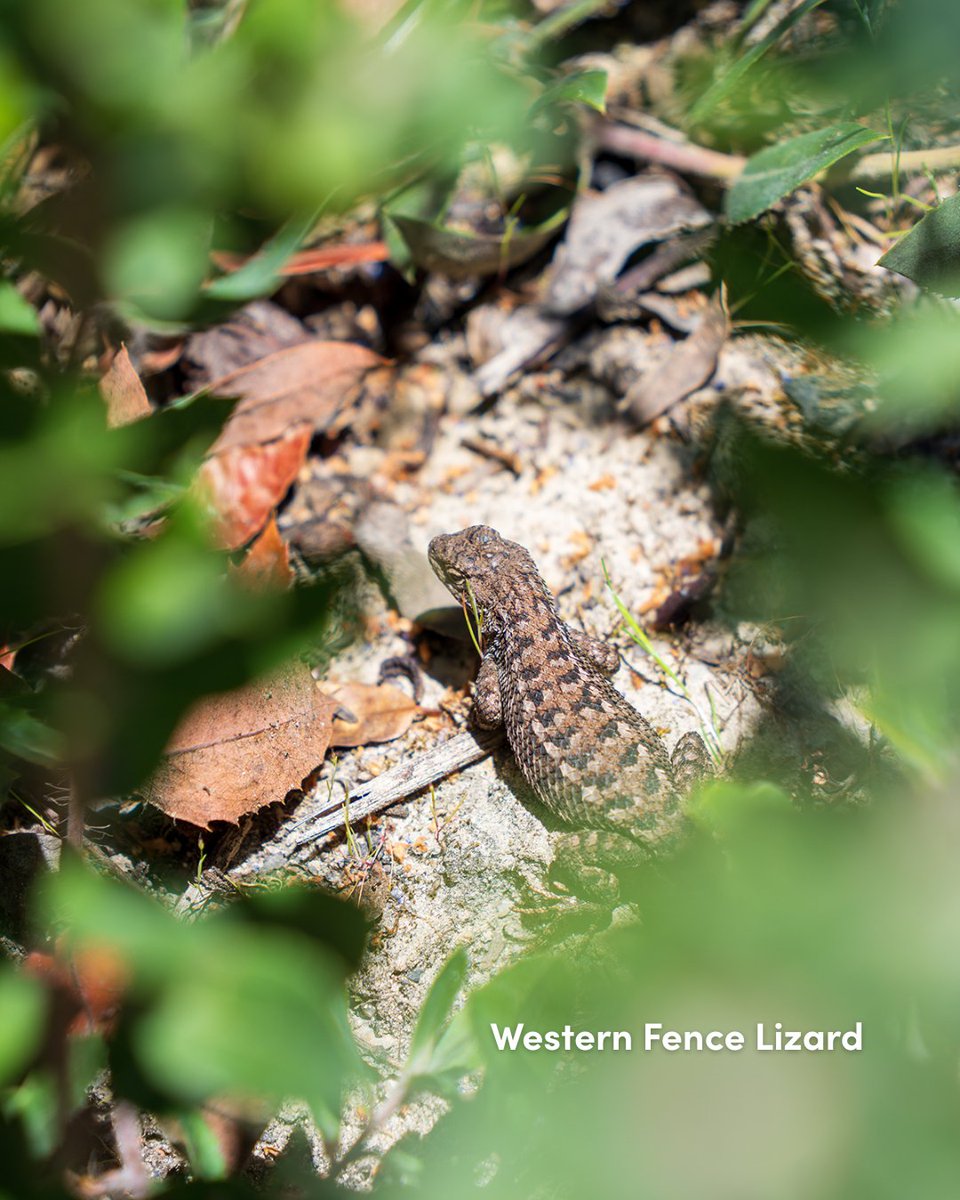 The Santa Cruz Sandhills, an ancient habitat long interwoven with redwoods, is so rare it doesn’t exist anywhere else in the world. Explore this sensitive habitat and learn how you can help protect its unique species. (Photos: Orenda Randuch) sempervirens.org/news/santa-cru…