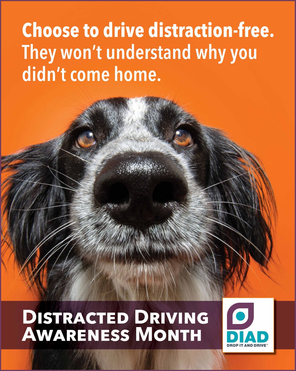 Choose to drive distraction-free &amp; remember, our furry friends won't understand if we don't make it home.

Discover our #youth, #community &amp; #workplacesafety award-winning interactive education program: tirf.ca/diad/

#DistractedDrivingAwarenessMonth #DistractedDriving