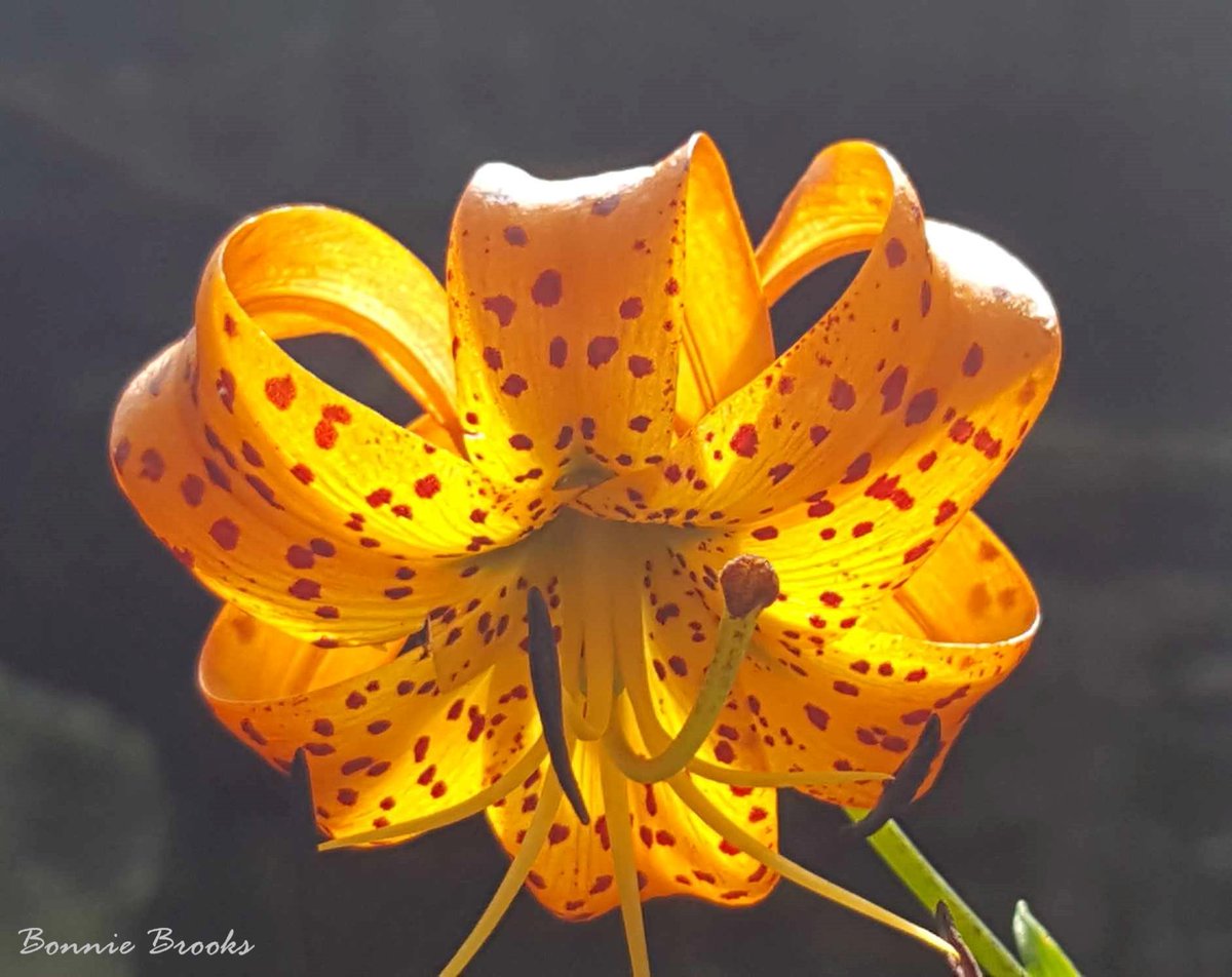 🎉New drop on <a href="/SkurpySocial/">Skurpy</a> 🎉
Ember Bloom
5 $TEZ
A radiant expression of God’s warmth and light, the Ember Bloom glows with fiery hues of orange and gold. Its delicate petals unfold like a sunrise, symbolizing renewal, passion, and the ever-burning presence of His love.