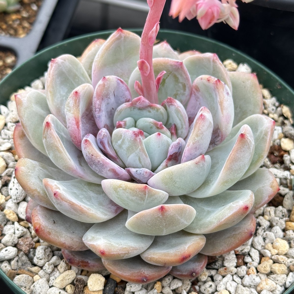 ダウンタイムってとてもいい例えだなと思った😇
整いません…