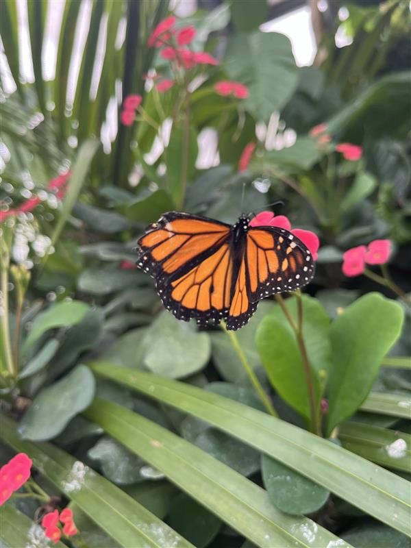 Engineerica's tweet photo. 🌿 We took a spring break enjoying nature at Lukas Nursery's Butterfly Experience! 🦋 Share your favorite outdoor escape! 🌼🦋 We loved our nature escape in Oviedo, FL. What's your favorite local spot? #EventProfs #TeamBuilding  #EventPros #NatureBreak #CommunityConnect https://t.co/OhvPlVgVWz