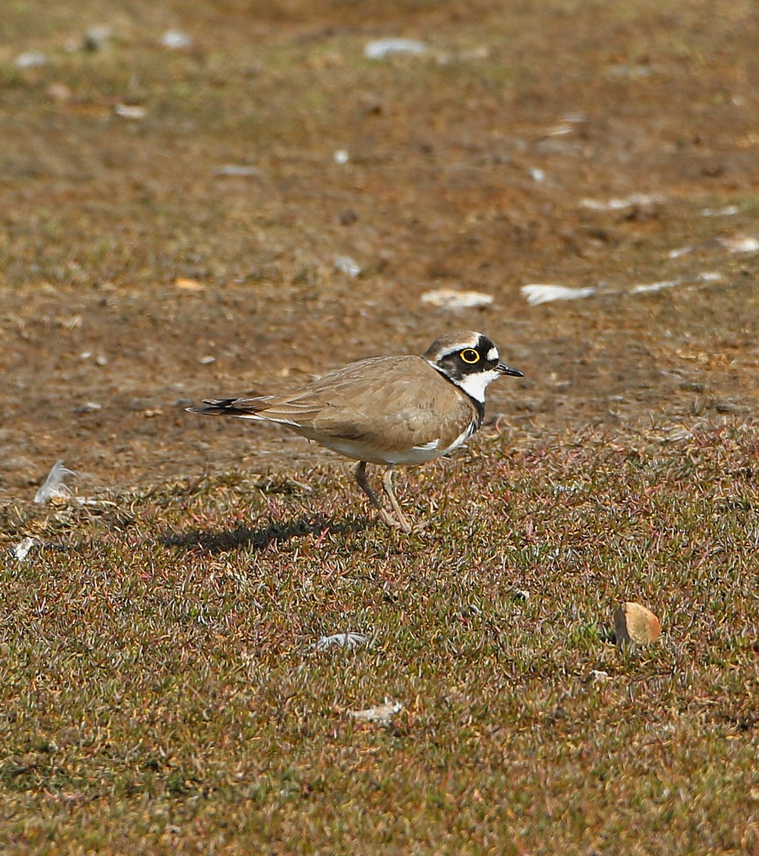 Phil Hadley (@philhadley7) on Twitter photo 1 of 4 Little Ringed Plovers at #uptonwarren Flashes this pm.
Also 42 Avocet, Oystercatcher pr,
5 Lapwing and a single Dunlin
<a href="/waderquest/">Wader Quest</a> 1 of 4 Little Ringed Plovers at #uptonwarren Flashes this pm.
Also 42 Avocet, Oystercatcher pr,
5 Lapwing and a single Dunlin
<a href="/waderquest/">Wader Quest</a>