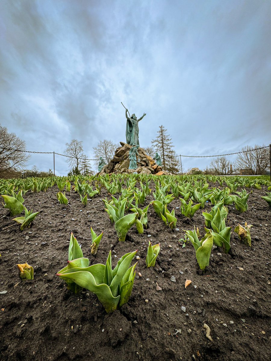 The tulips are coming 🌷👀

#albanyny #aroundalbany #upstateny