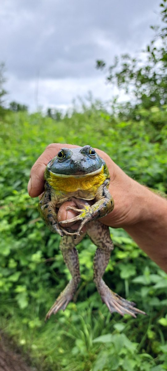 Amerikaanse stierkikker gehoord of gezien? Meld het!

Invasieve #exoten vormen een ernstige bedreiging voor onze inheemse natuur. De Amerikaanse #stierkikker is daar een sprekend voorbeeld van. Deze kikker verstoort het ecosysteem en brengt ziektes over. Met  <a href="/LifeStierkikker/">Life 3n-Stierkikker</a>