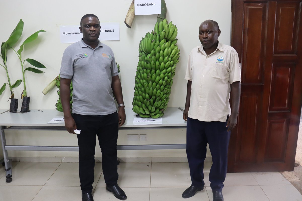 IITA Uganda (@iita_uganda) on Twitter photo Did you know bananas cover 38% of Uganda's arable land, but diseases & pests cause up to 50% yield loss? Our partnership with <a href="/narouganda/">NARO Uganda</a> led to the development of #NARITA17, with a 243% yield increase over traditional varieties! Plus, it blends well with local bananas! Did you know bananas cover 38% of Uganda's arable land, but diseases & pests cause up to 50% yield loss? Our partnership with <a href="/narouganda/">NARO Uganda</a> led to the development of #NARITA17, with a 243% yield increase over traditional varieties! Plus, it blends well with local bananas!