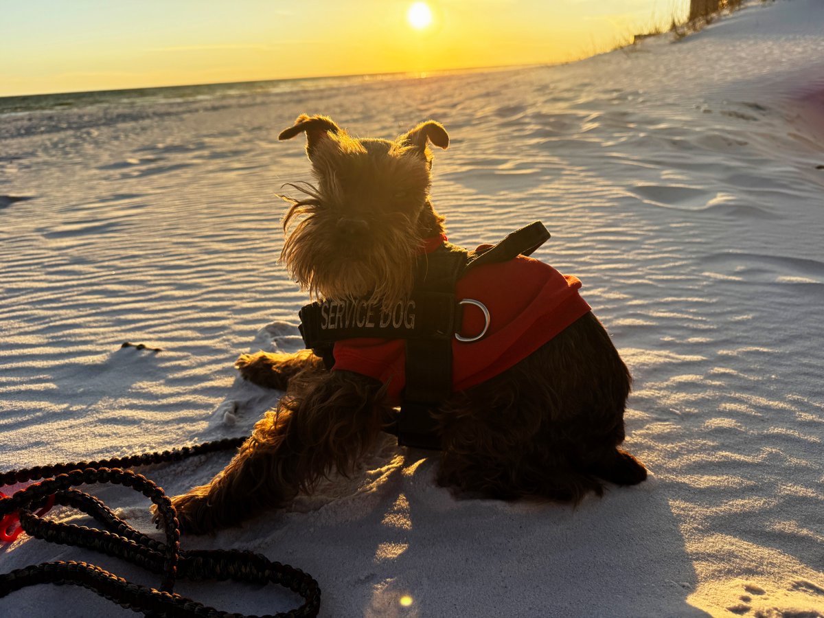 FinneganMcNeil's tweet photo. Old service dog sees beach for the last time. #winnegan https://t.co/Ifr4SmE4VZ