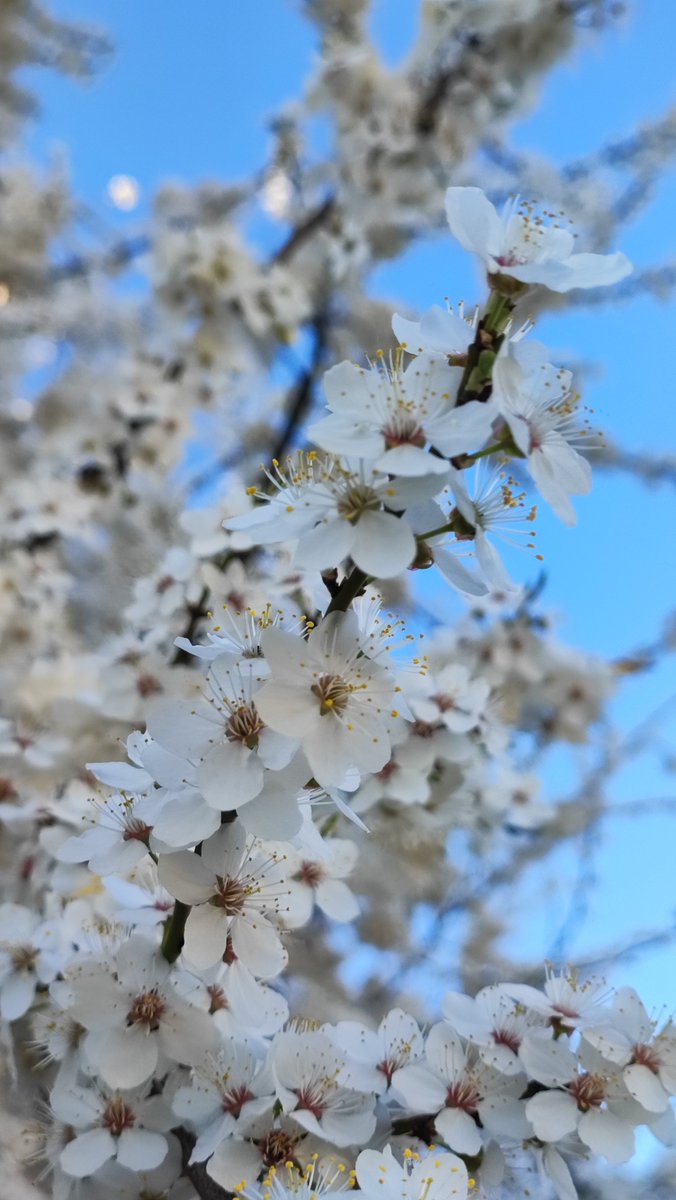 Весна 🌷Мы продержались!
Оглянемся на достижения этой зимы:
1. Четыре свечи
archiveofourown.org/works/60415402
Ричард Окделл и мир горских духов
2. Белая невеста
archiveofourown.org/works/60302731/
Ротгер Вальдес не боится суеверий
3. Черный сапфир
archiveofourown.org/works/60376645
Чье кольцо на руке у Окделла?
