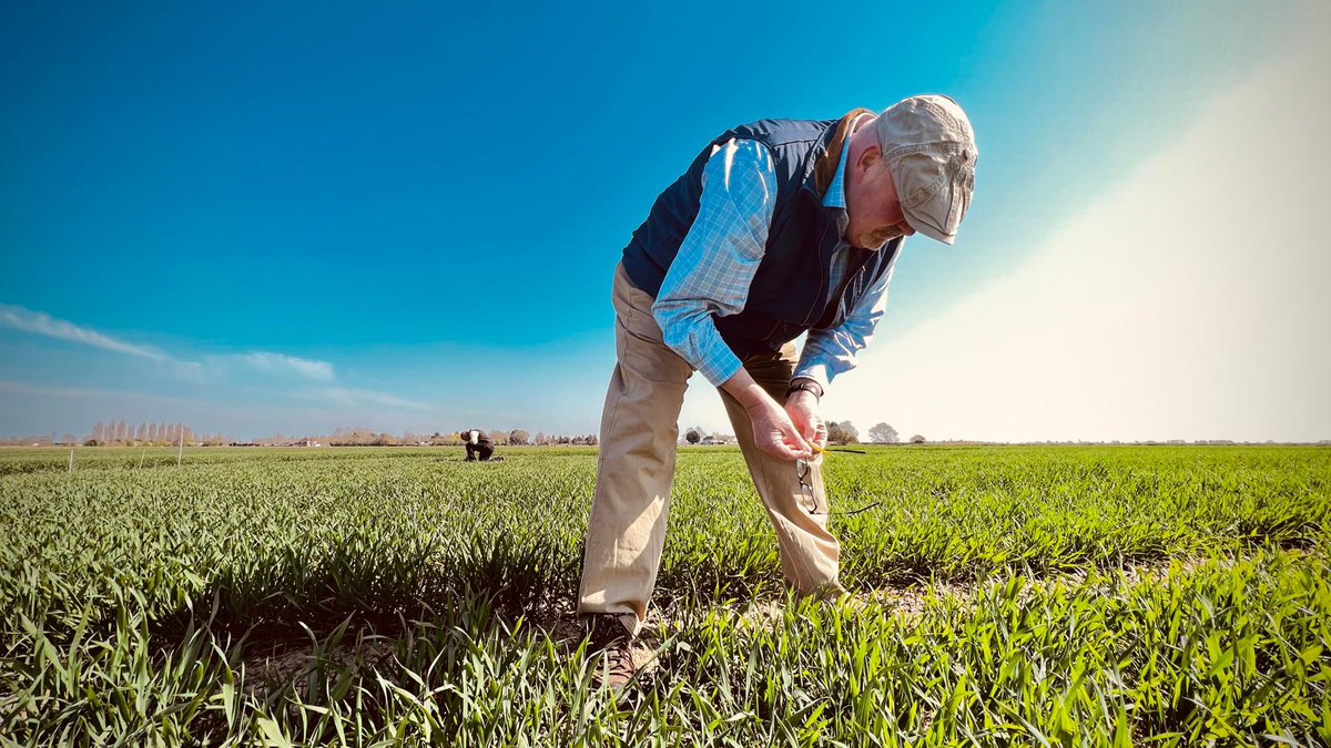 Bayer Crop Science UK (@bayer4cropsuk) on Twitter photo Mark Hemmant from <a href="/AgrovistaUK/">Agrovista UK</a> has joined our Bayer experts to take a look at crop conditions in the East. Great to have you with us, <a href="/hemmynorfolk67/">Mark Hemmant</a>! 👏 #CropDoctor Mark Hemmant from <a href="/AgrovistaUK/">Agrovista UK</a> has joined our Bayer experts to take a look at crop conditions in the East. Great to have you with us, <a href="/hemmynorfolk67/">Mark Hemmant</a>! 👏 #CropDoctor