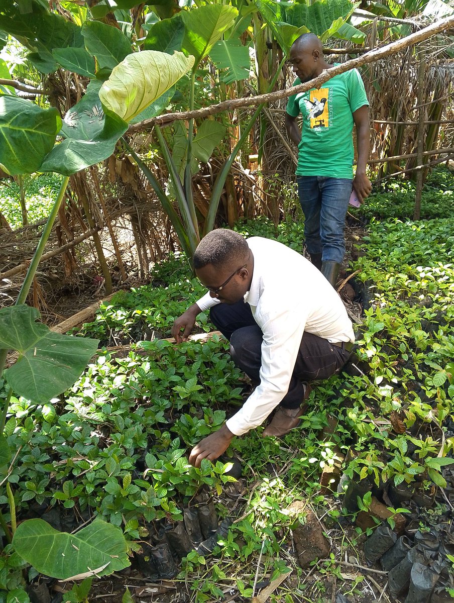 #Mpondwe-Kasese.

Coffee Seedlings are available here with me in #Mpondwe-Kasese.

Come and I supply you.

We will continuously embark on the game of Empowering our Communities here in #KASESE through different initiatives.
<a href="/FrankTumwebazek/">Frank K Tumwebaze,MP: Isaiah 41: 11</a> <a href="/PS_MAAIF/">Maj. Gen. (Rtd) David Kasura-Kyomukama</a> 
<a href="/JackieAkampwera/">Madam CEO 🇺🇬</a> <a href="/GKatabazi/">Gerald Katabazi.</a>