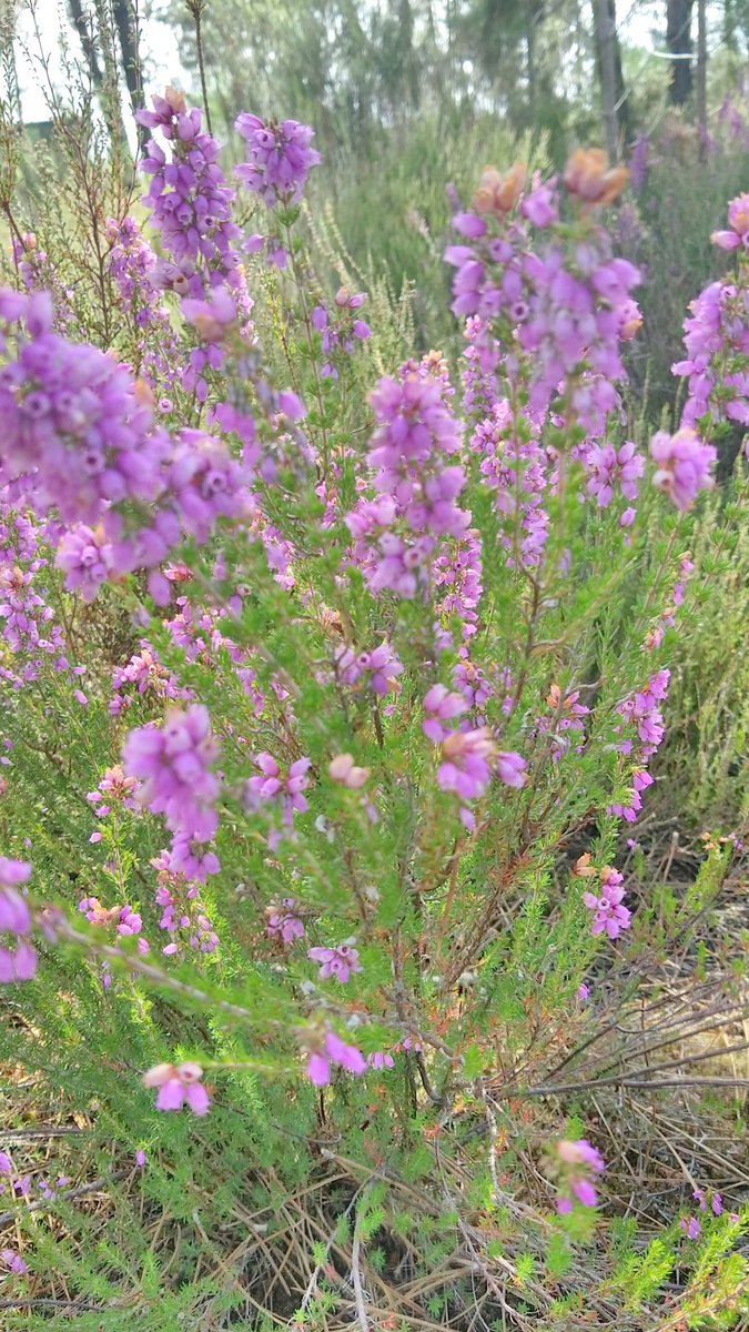 chris40851's tweet photo. #Bruyères du #Pignada ( forêt landaise )
Photo souvenir 💜
La mémoire des parfums du sous bois en fin d'apm,
le chant des insectes dans les herbes hautes,
l'odeur de la résine, enivrante
Cette couleur rose que l'on ne trouve nulle part ailleurs,
les cèpes d'été ... https://t.co/CjWe65A7Wm