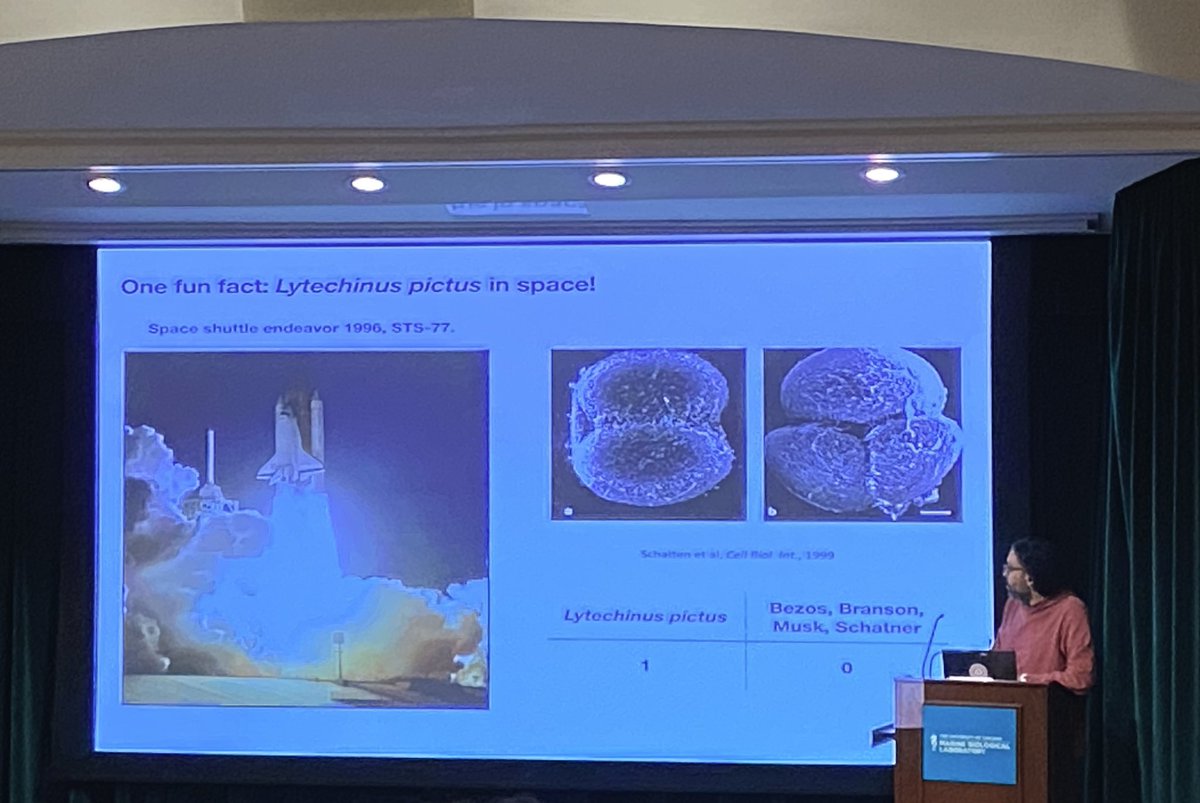 ORZueva's tweet photo. Did you know that sea urchin actually went to space in 1996! 🪐🚀 https://t.co/scKHcBds4t