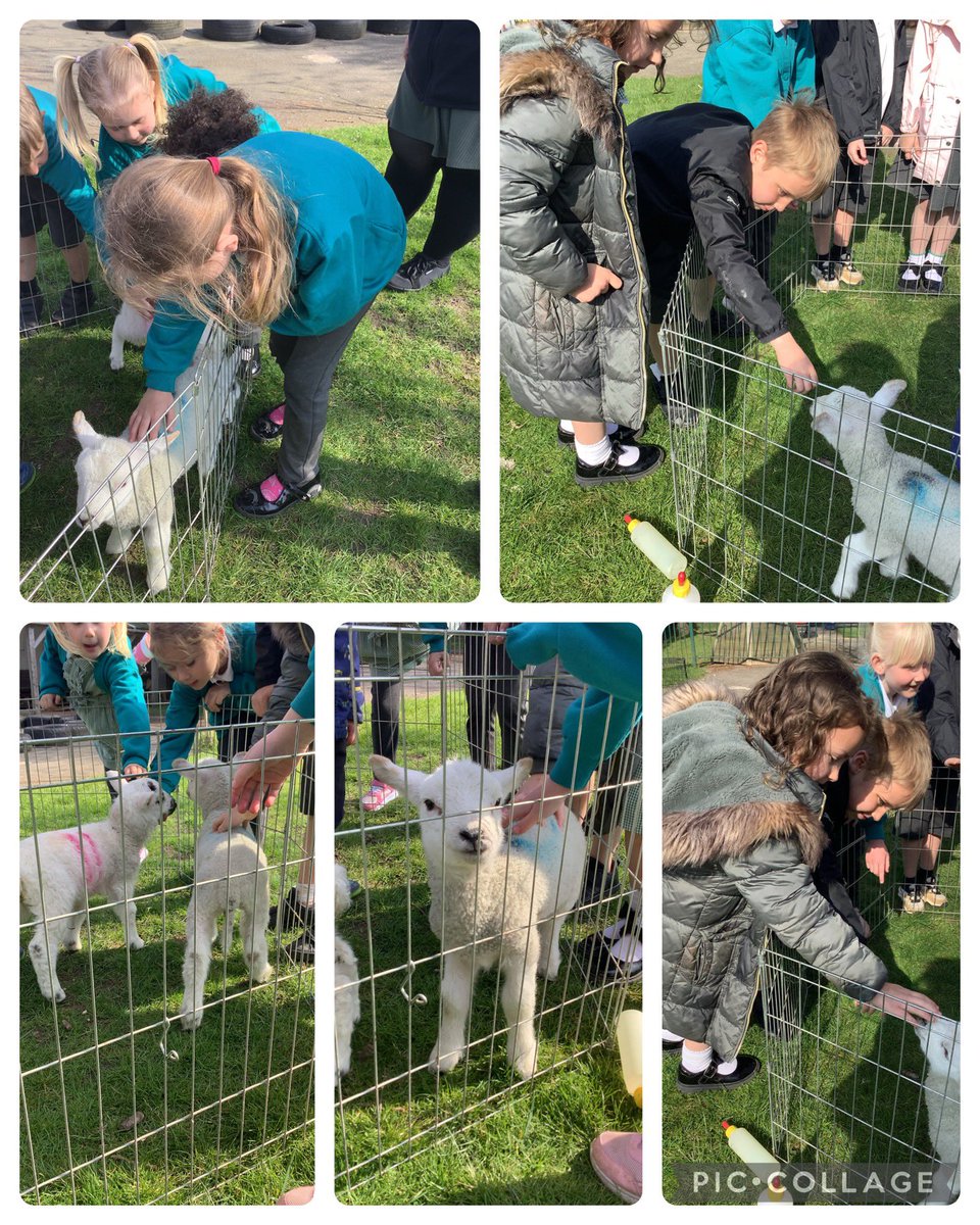 We had two very cute visitors today. The children enjoyed sharing their knowledge and learning all about Lambs. #siggscience #siggcommunity