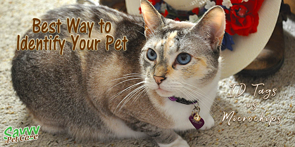 When the Floodwaters Rose — Lessons in Pet Preparedness - mailchi.mp/savvypetcare/f…