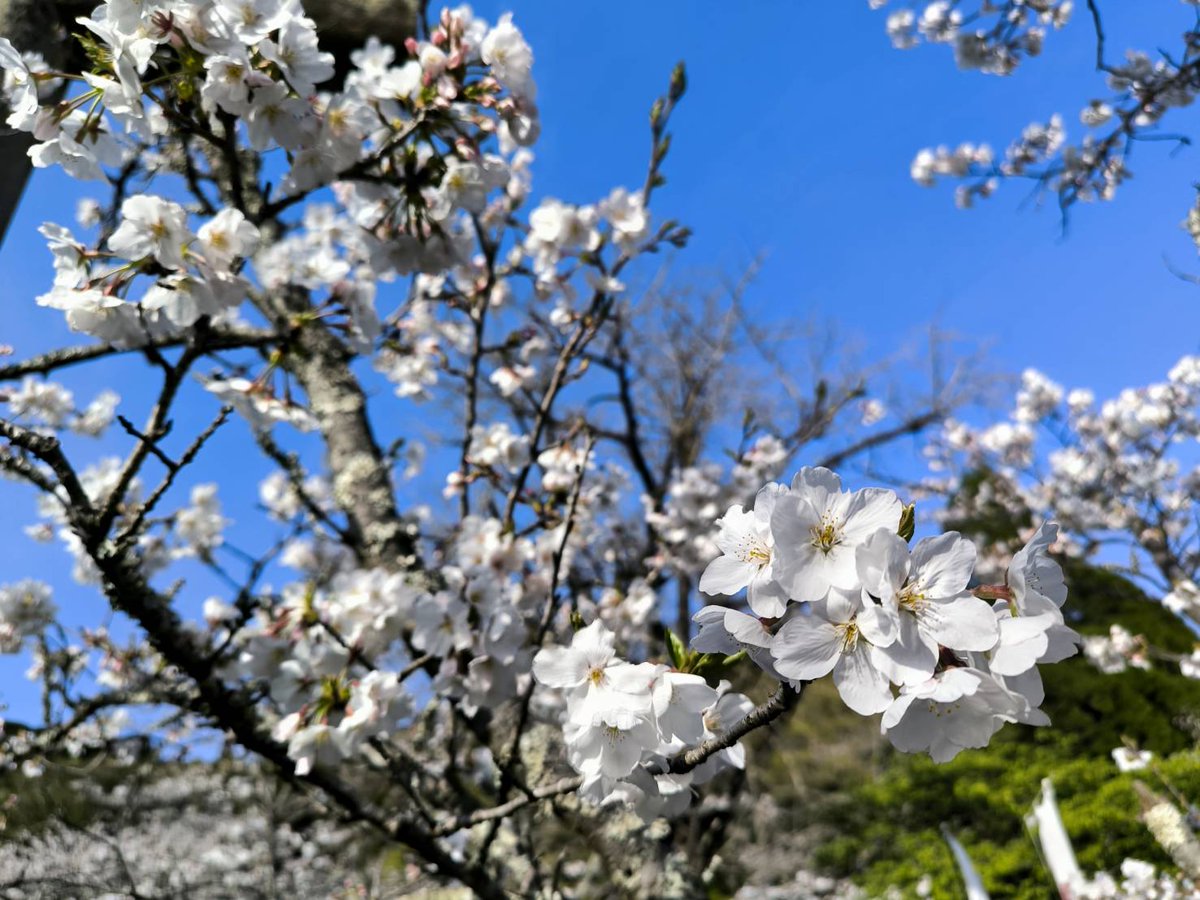 4月4日オンエアの
#かごよんフライデー

精矛神社の桜や扇和宴のようすをご紹介します🎤

<a href="/MBC_kagoshima/">MBC南日本放送</a> 
<a href="/AiraSHIMADZU/">あいらしまづ【島津義弘公ゆかりの地あいらPRプロジェクト実行委員会】</a> 
<a href="/shimadzukume/">しまづくめ-戦国島津雑録 -</a>