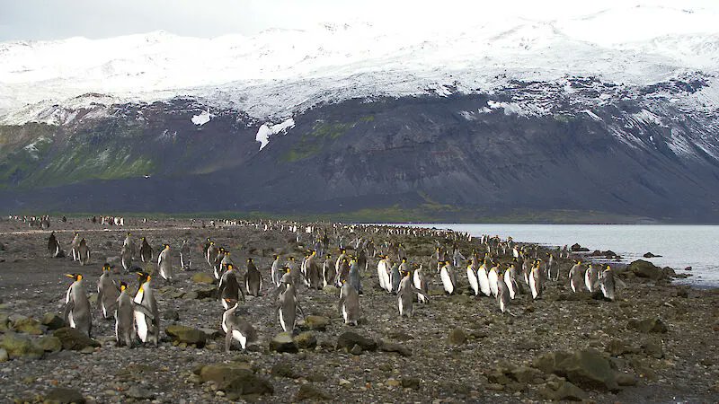 Trump just taxed penguins

Announced a 10% tariff on Heard Island and McDonald which is uninhabited by humans

what am I missing?