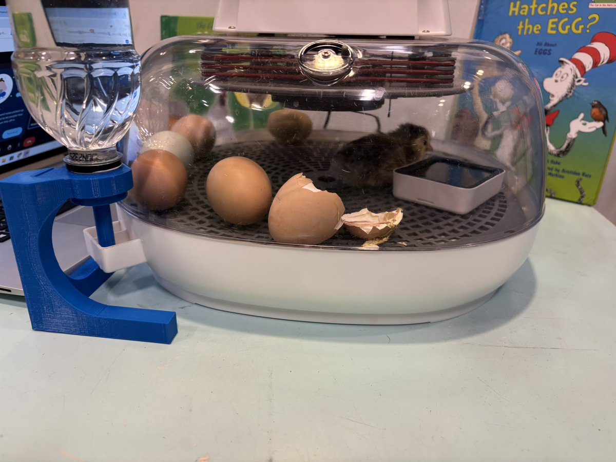 🐣 Exciting news! We hatched baby chicks in the library! 🐥Stay tuned for all the cuteness and the names the students pick.