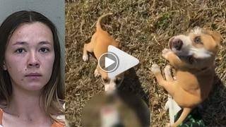 JohnCooperjan's tweet photo. logan guminski dog video original and yellie and grandpa #loganguminski 

Original Dog 🐶 vid ↙️👇

https://t.co/NL1Z6Ncl5B https://t.co/1RnwO5iz78