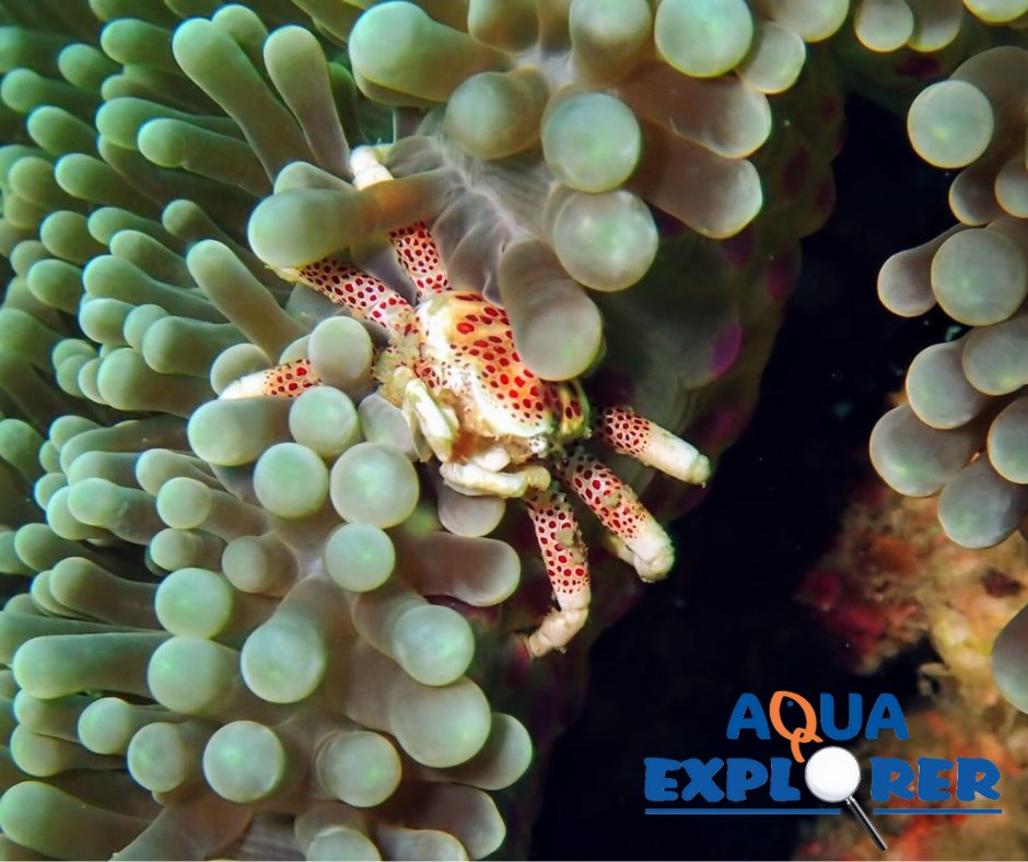 🌊🐠 Happy World Aquatic Animal Day! 🐠🌊

Here are a few of favourites ocean animals from one of staff members recent scuba diving trips! 🌊✨

#WorldAquaticAnimalDay #SaveOurSeas #MarineConservation #AquaticLife #OceanHeroes #ProtectOurOceans #UnderwaterWonders