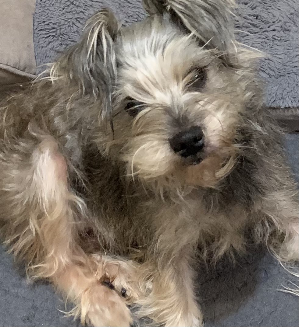 Good morning and happy Thursday! We wanted to let you know we’re safe from the horrible tornados last night! We’re bracing ourselves for round 2 today 😯. We love you guys! ♥️. Have a great day ☺️❤️🤗🐾 #dogsoftwitter #schnauzergang