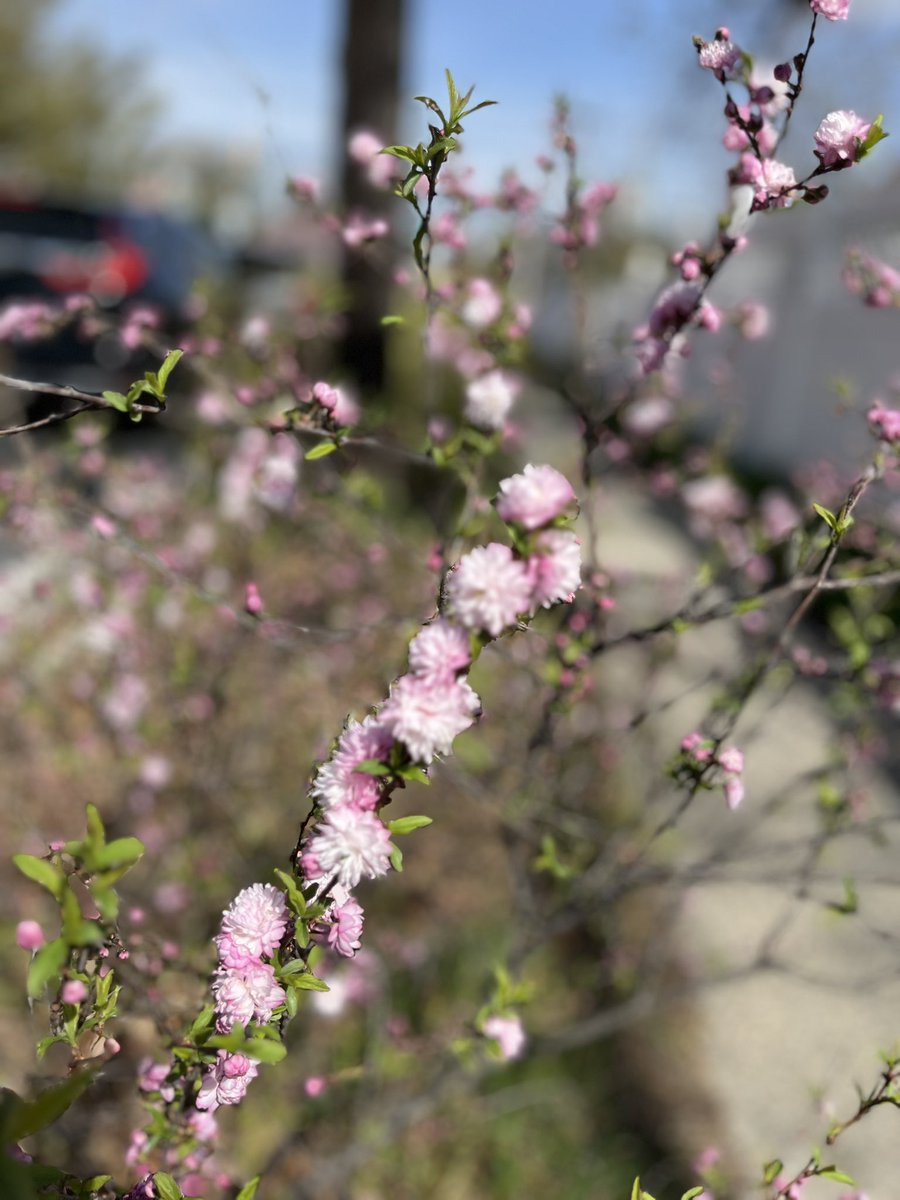 WDCGardener's tweet image. The flowering almond is doing its thing in my sidewalk media strip where it can sends up suckers and form a little thicket. I always wonder how best to prune it so I am talking to @peggy_rva_gardener on the next #GardenDC podcast episode all about pruning challenges. #pruningtips