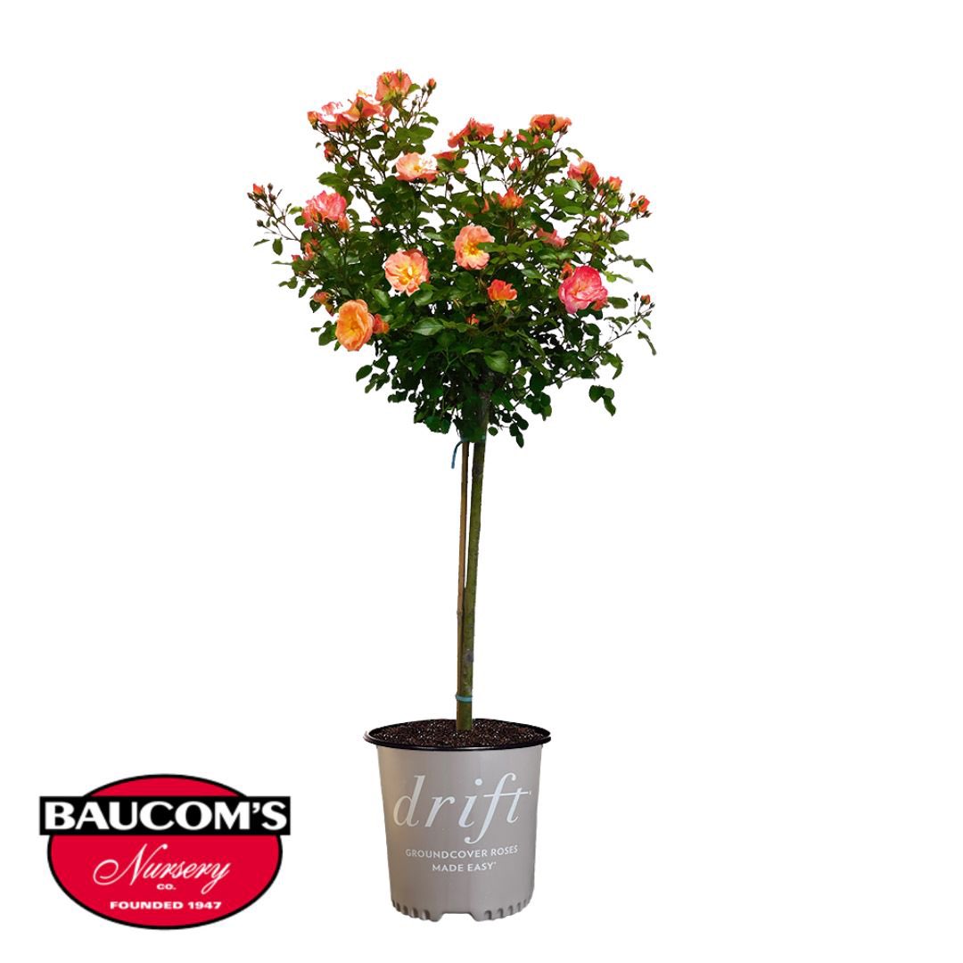 Available Now!
 
Drift Tree Roses are perfect for containers, accents, and landscapes!

Visit us at baucomsnursery.com for all your WHOLESALE ONLY needs. 

#drift #tree #rose #verbena #palm #fuschia #tree #hangingbaskets #planters #plants #tropical #shrub #baucomsnursery