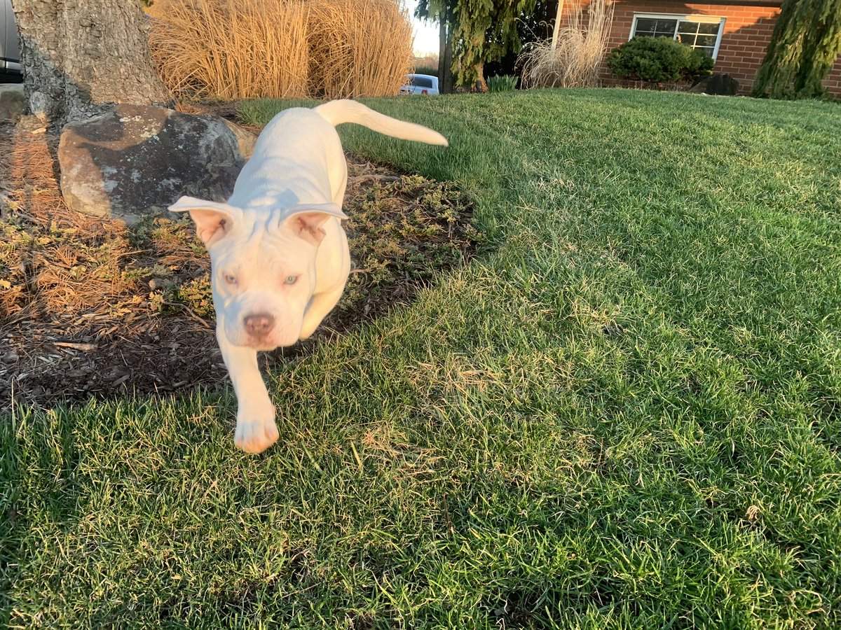 Dev'on hopkins tweet media