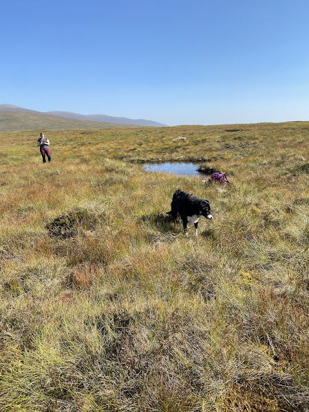 BDS Scotland tweet media