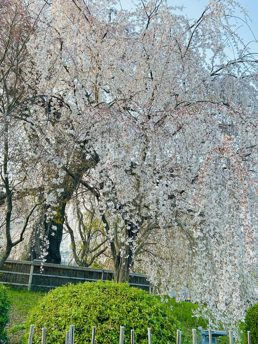 teko_teko_A's tweet image. 仕事休みやったし娘を美容院に連れてったついでに八坂神社からの円山公園散歩してきた🐾𓏸𓈒(ง ˙˘˙ )ว
桜🌸は綺麗やけど花粉と人の数がえぐい…
日本語が聞こえない…
#京都 #桜
#円山公園
#木屋町
#八坂神社