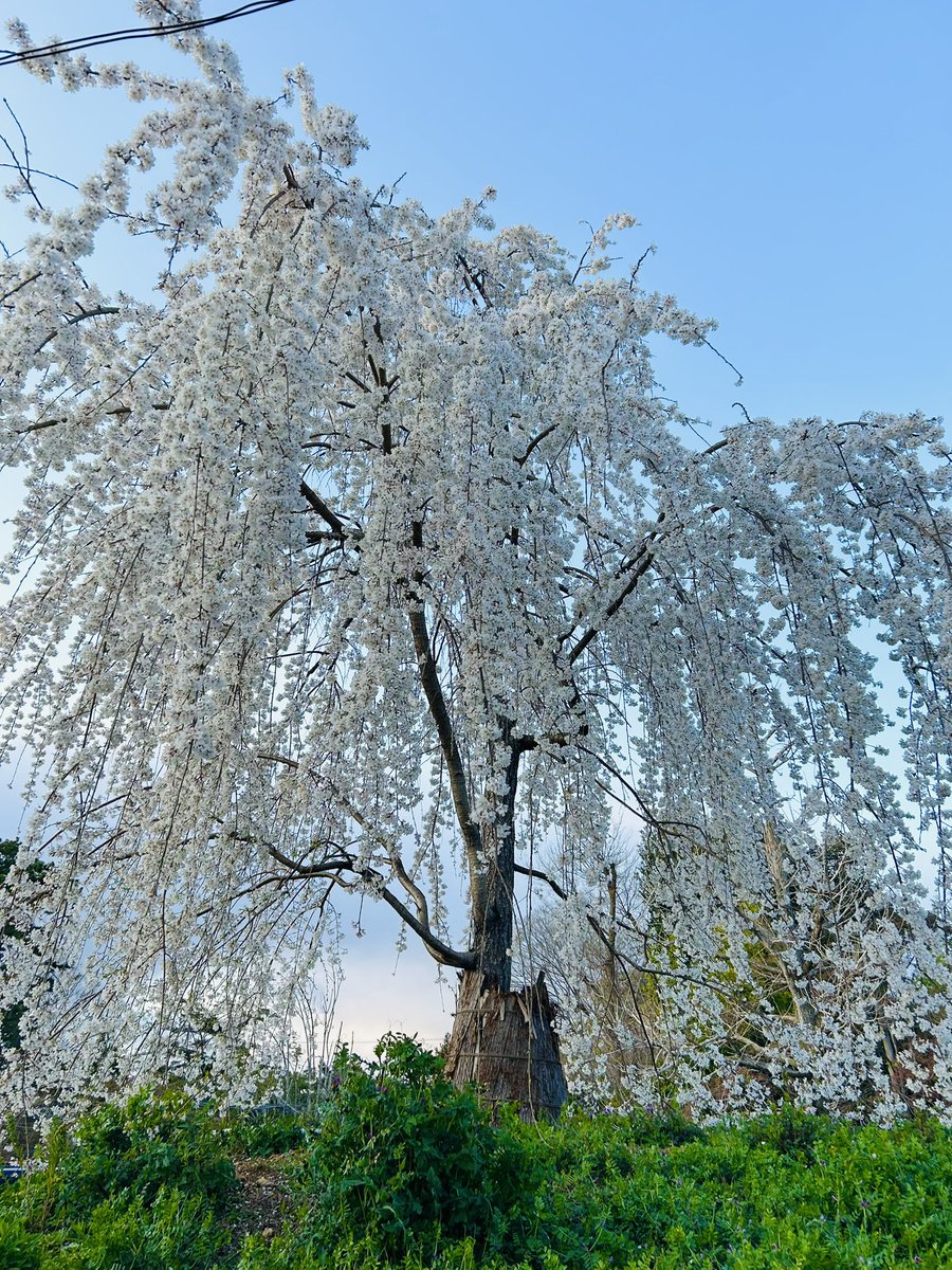 teko_teko_A's tweet image. 仕事休みやったし娘を美容院に連れてったついでに八坂神社からの円山公園散歩してきた🐾𓏸𓈒(ง ˙˘˙ )ว
桜🌸は綺麗やけど花粉と人の数がえぐい…
日本語が聞こえない…
#京都 #桜
#円山公園
#木屋町
#八坂神社