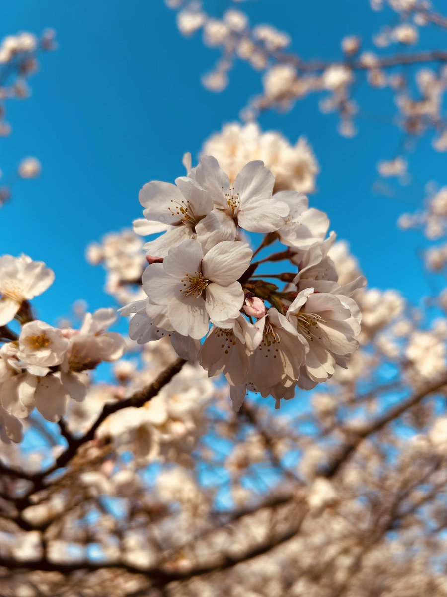 teko_teko_A's tweet image. 仕事休みやったし娘を美容院に連れてったついでに八坂神社からの円山公園散歩してきた🐾𓏸𓈒(ง ˙˘˙ )ว
桜🌸は綺麗やけど花粉と人の数がえぐい…
日本語が聞こえない…
#京都 #桜
#円山公園
#木屋町
#八坂神社