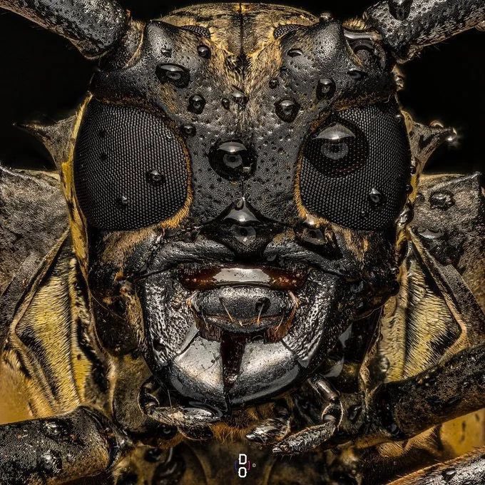 earth_tracker's tweet image. The World under a microscope ~ A Thread 🧵

1. A close up of a longhorn beetle&apos;s face