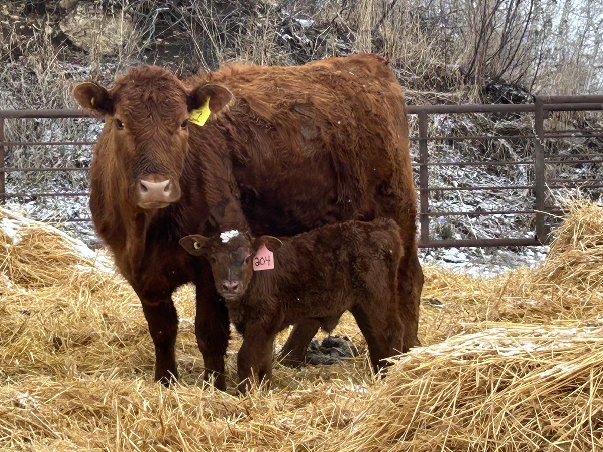 ColletFarm's tweet image. Calving is coming along nicely this year! Love seeing the colours, this mama is one of our 3 year olds sporting a sharp heifer calf!