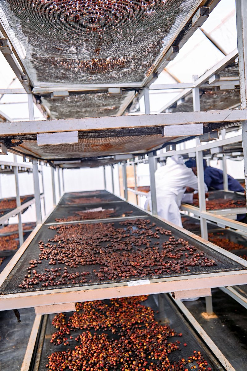 PSF | Specialized Cluster (@psf_specialized) on Twitter photo Yesterday,02/03/2025 in partnership with GIZ, PSF SC members visited a young entrepreneur and PSF SC young member to explore post-harvest technologies for exporting dried fruits & coffee🌱☕ #Entrepreneurship #PostHarvestTech
<a href="/PSF_Rwanda/">PSF Rwanda</a> <a href="/giz_rwanda/">GIZ Rwanda</a> <a href="/RwandaGender/">Ministry of Gender & Family Promotion | Rwanda</a> <a href="/RwandaTrade/">Min of Trade |Rwanda</a> Yesterday,02/03/2025 in partnership with GIZ, PSF SC members visited a young entrepreneur and PSF SC young member to explore post-harvest technologies for exporting dried fruits & coffee🌱☕ #Entrepreneurship #PostHarvestTech
<a href="/PSF_Rwanda/">PSF Rwanda</a> <a href="/giz_rwanda/">GIZ Rwanda</a> <a href="/RwandaGender/">Ministry of Gender & Family Promotion | Rwanda</a> <a href="/RwandaTrade/">Min of Trade |Rwanda</a>