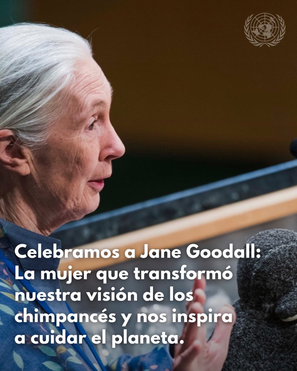 🌿✨ Hoy celebramos a Jane Goodall, la mujer que revolucionó la ciencia y la conservación. 🦍💚

Desde 2002, es Mensajera de la Paz de la ONU, llevando su mensaje de esperanza y acción por el planeta. 🌎🕊️

Sigamos su ejemplo: pequeños cambios generan un gran impacto. Apoya la