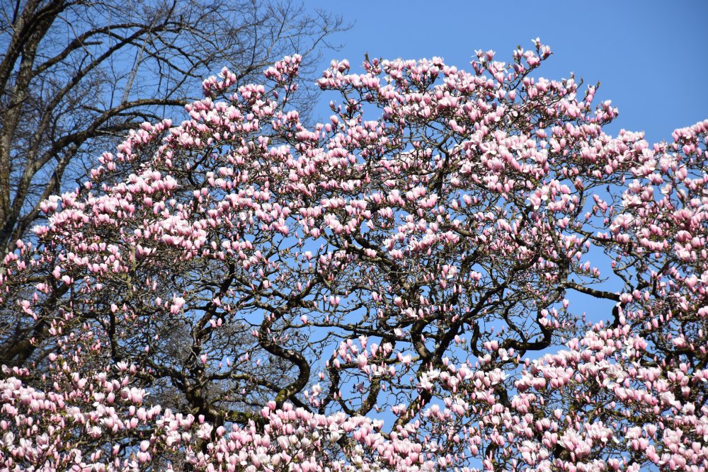 JackMwriter's tweet image. There are some quite spectacular displays of magnolias in bloom around Somerset at the moment. This one above Porlock was a monster, too big for me to capture all of it.
#Somerset #trees #springbloom #magnolia