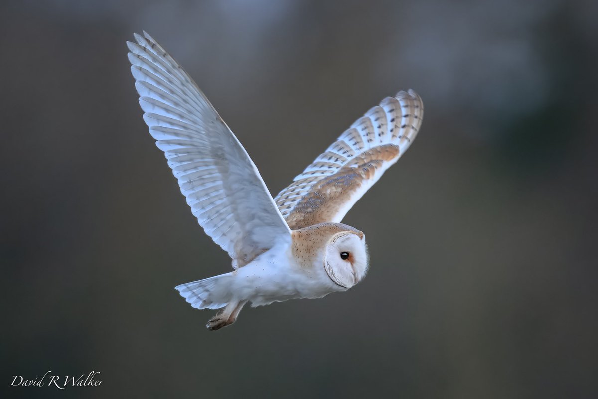 David Walker tweet media